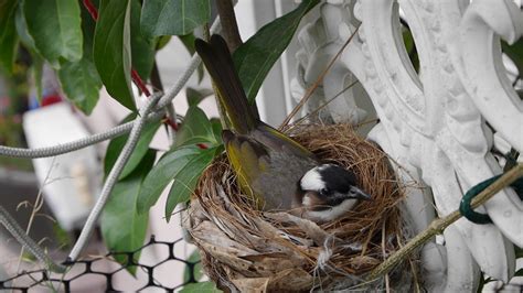 鳥 在家築巢
